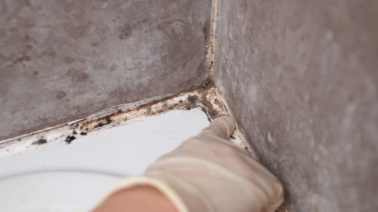 Best Commercial Mold Inspection  in Inverness Highlands South, FL